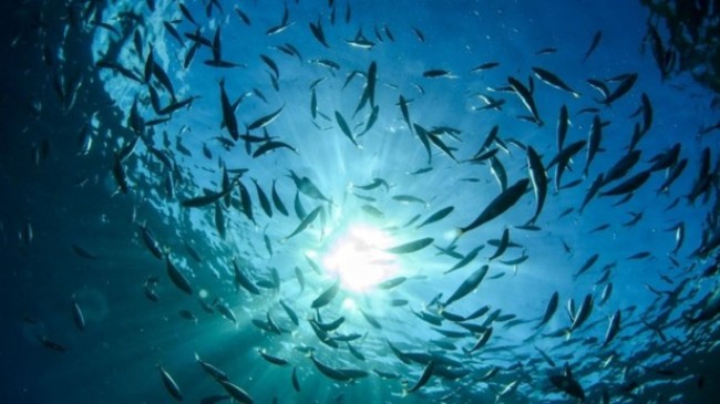 Studim: Ngrohja globale mund të reduktojë jetën detare deri në 17 për qind