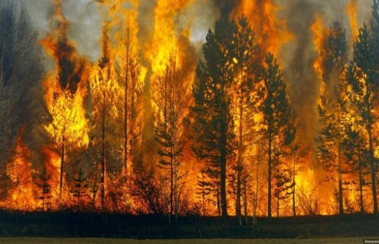 Zjarret në pyje shkaktohen nga dora e njeriut