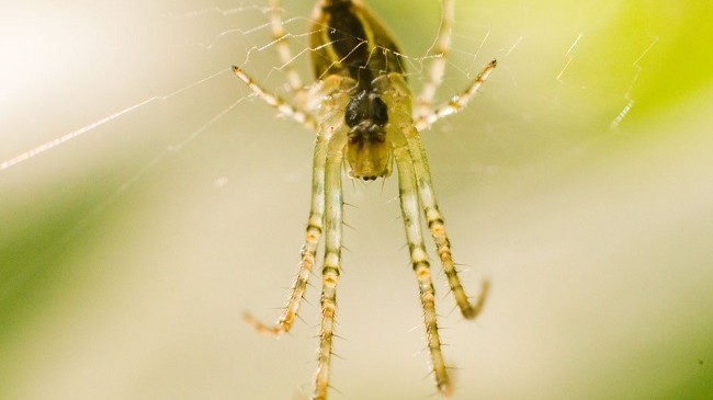 Studim: Ndryshimet klimatike mund t’i bëjnë merimangat më agresive