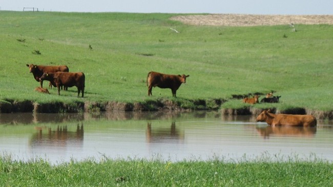 Instituti i Shëndetësisë: Kujdes në ambiente me pellgje uji afër kullotave, mund të sëmureni nga leptospiroza