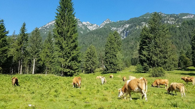 Studim për mbrojtjen e klimës: Më shumë pyje - më pak mish
