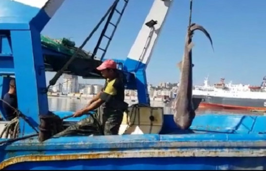 Kapet peshkaqeni 'tigër' 500 kilogramësh me 15 këlyshë në detin Adriatik