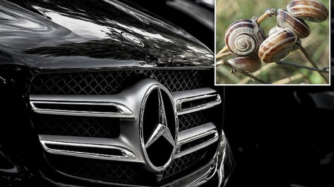 E çuditshme por e vërtetë, kërmilli bllokon 900 Mercedes