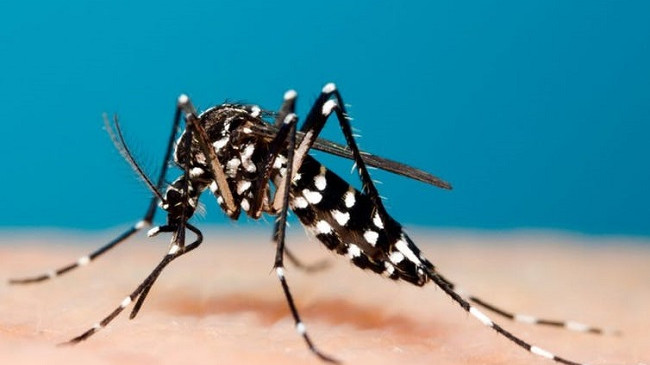 Mushkonja aziatike tigër, kërcënim i vërtetë për Evropën