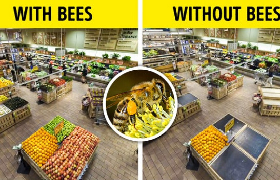 Çfarë do të ndodhte nëse të gjitha insektet në tokë do të zhdukeshin