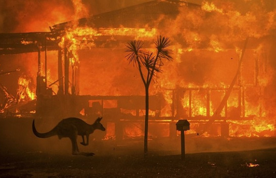 Zjarret në Australi kanë djegur të gjallë 500 milionë kafshë (Foto)