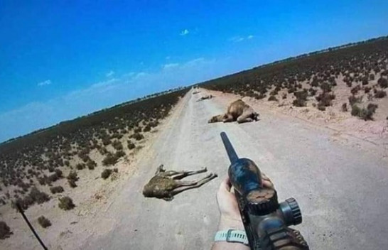 Australi, nis vrasja e mijërave deveve për shkak se po pijne shumë ujë