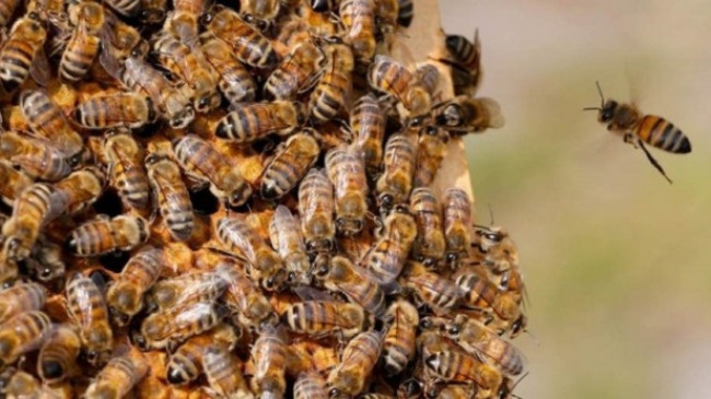 Komisioni Evropian ndalon pesticidet Bayer të dëmshme për bletët dhe njerëzit