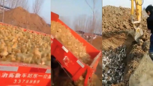 E tmerrshme: Kina ‘varros zogjtë e gjallë’