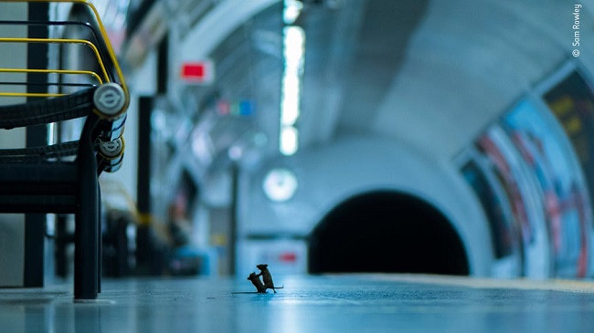 ‘Lufta e minjve’ - shpallet fotografia më e bukur e jetës së egër [Foto]