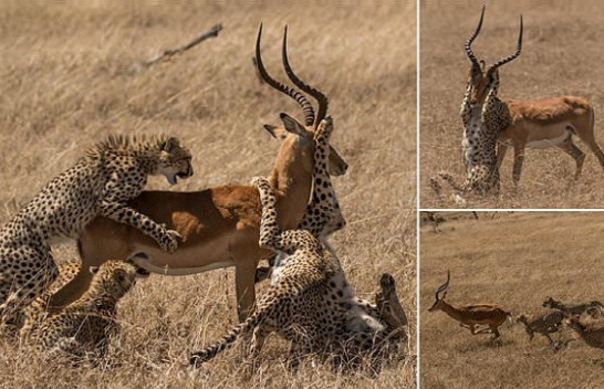 E pabesueshme! Impala për mrekulli i reziston tufës së gepardëve [Foto]
