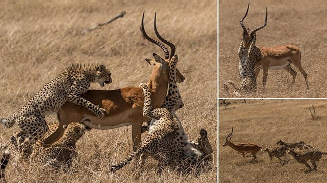 E pabesueshme! Impala për mrekulli i reziston tufës së gepardëve [Foto]