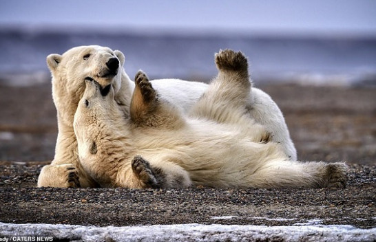 Fotografi magjike të arinjve polar