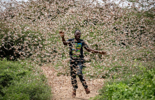 Në foto: Karkalecat e shkretëtirës kërcënojnë sigurinë ushqimore në Afrikën Lindore