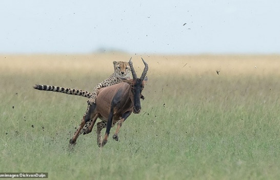 Imazhe mahnitëse tregojnë një gepard duke hipur mbi antilopën në pritje të momentit për ta kthyer në pre [Foto]