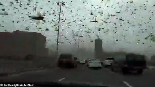 Një tufë e madhe karkalecash bllokuan trafikun në Bahrejn, pas një stuhie të fuqishme nga Arabia Saudite [Video]