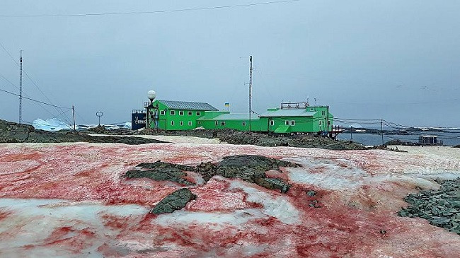 Fenomeni i pazakontë: Bora bëhet e kuqe në Antarktidë