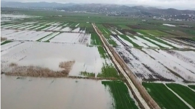 Nga reshjet e dendura të shiut përmbyten tokat bujqësore në Lushnjë