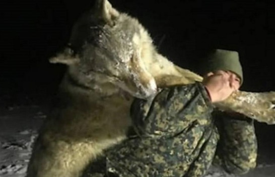 Po terrorizonte banorët e një fshati në Rusi, vritet ujku me përmasat e një luani