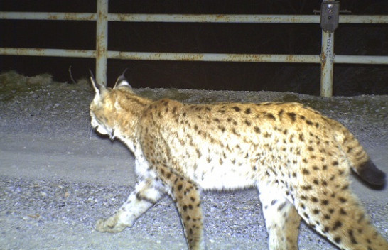 Në Mavrovë kapet edhe një rrëqebull, peshon mbi 14 kilogramë