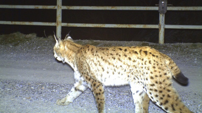 Në Mavrovë kapet edhe një rrëqebull, peshon mbi 14 kilogramë