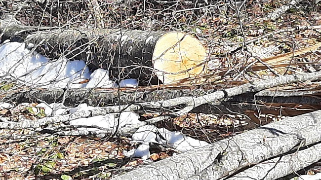 Situatë alarmante në Parkun Kombëtar të Sharrit – As koronavirusi nuk po ndalon 'masakrimin' e pyjeve