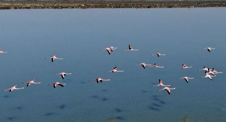 ‘Zogjtë në parajsë’: Flamingot e Shqipërisë lulëzojnë nën izolimin nga ...