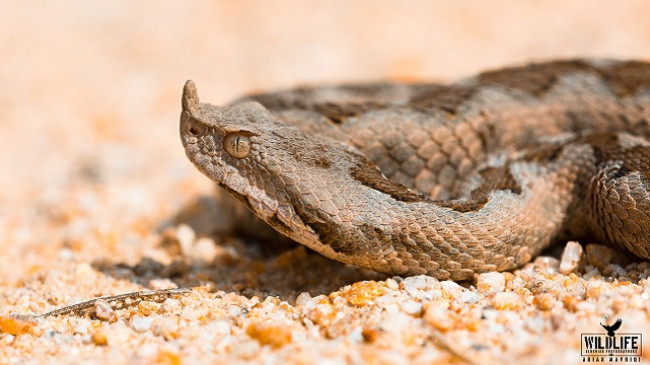 Në Gërmi shihet gjarpëri helmues Vipera Ammodytes: AMMK mos u shqetësoni është pjesë e biodiversitetit të zonës