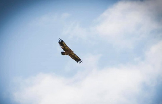 Shkaba dy krenare fotografohet për herë të parë në Kosovë