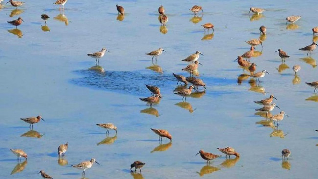 Shpendi i unazuar në Guinea-Bissau fotografohet në Lagunën e Nartës [Foto]
