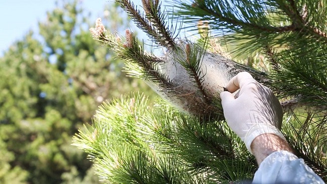 Klosi: Sëmundja e pishës së zezë po luftohet biologjikisht