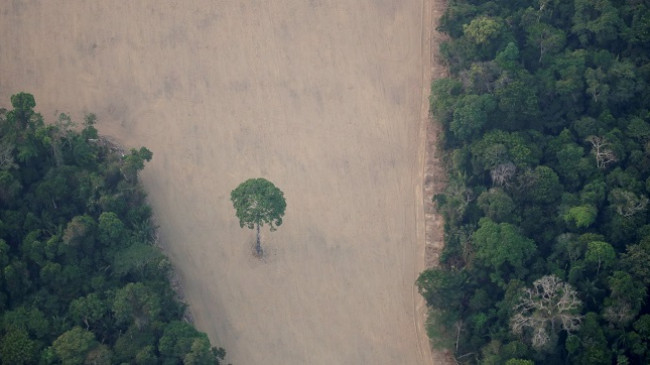 Kriminelët shfrytëzojnë pandeminë COVID-19 dhe shkatërrojnë mijëra hektarë pyje në Amazonë