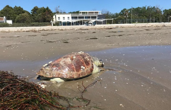 Durrës, një breshkë gjigante del në breg të detit