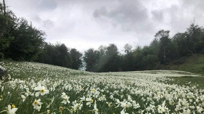 Reshje shiu dhe shtrëngata - Njihuni me parashikimin e motit në Shqipëri