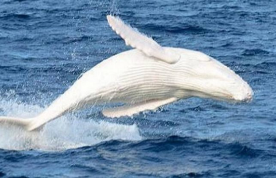 Balena e rrallë albine shfaqet në brigjet e Australisë [Foto]