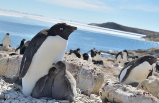 Pinguinët e Antarktidës  ‘më të lumtur kur deti ka më pak akull’