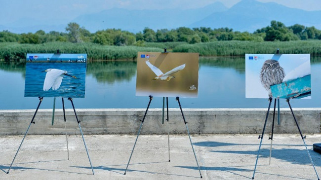 Liqeni i Shkodrës në fokusin e fotografëve të jetës së egër [Foto]