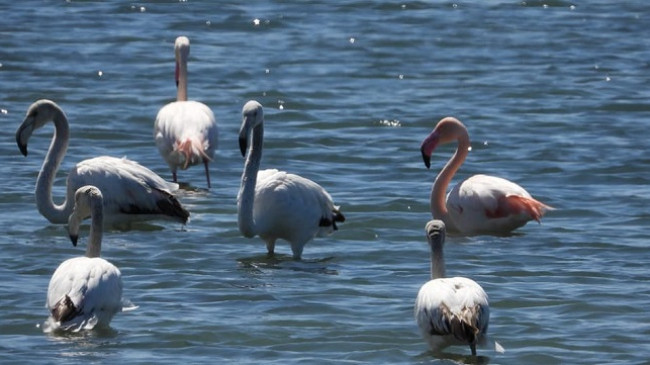 Rritet popullata e flamingove në peizazhin e mbrojtur Vjosë-Nartë