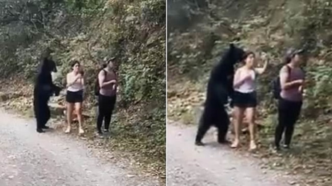 Moment i pabesueshëm/ Të bësh ‘Selfie’ me ariun [Video]