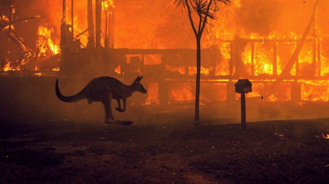 Tre miliardë kafshë të vrara apo të zhvendosura nga zjarret në Australi