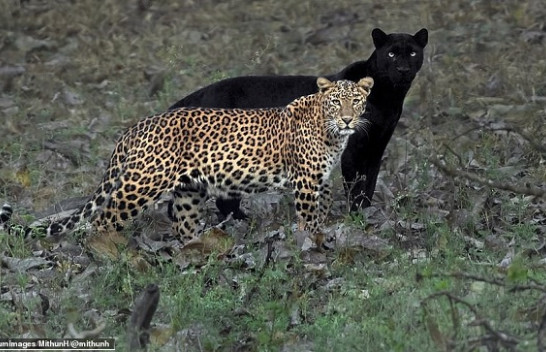 Fotografi kap pamjet e përkryera kur pantera e zezë ‘bëhet hije’ e leopardit femër