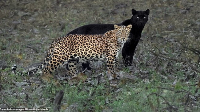 Fotografi kap pamjet e përkryera kur pantera e zezë ‘bëhet hije’ e leopardit femër