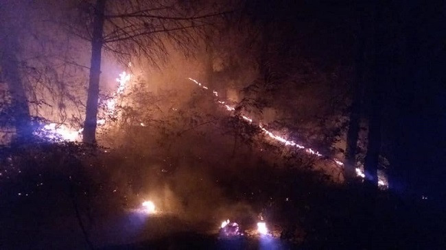 Digjet pylli i pishave në Kamenicë, pjesë e Parkut Kombëtar të Divjakës