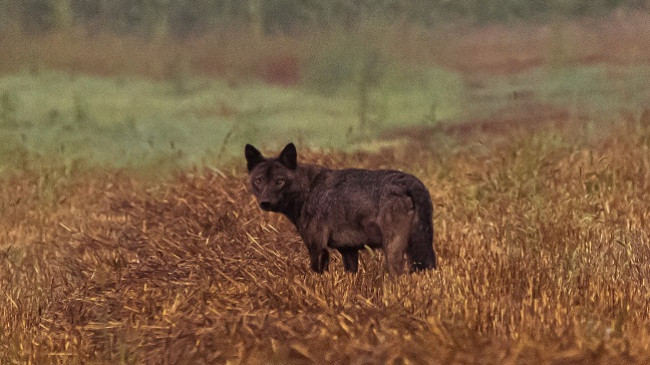 Fotografi Arian Mavriqi kap pamje të rralla të ujkonjës së zezë në Kamenicë