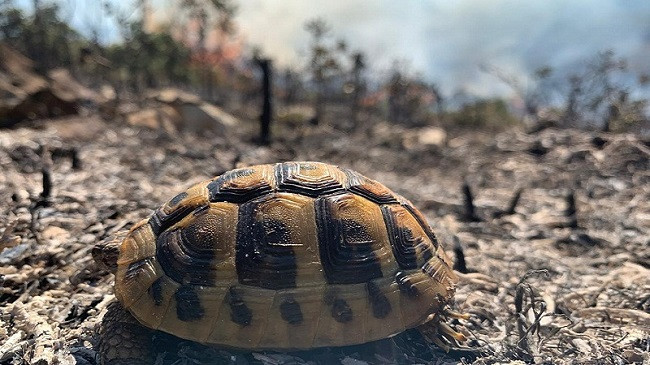 Përfshihet nga flakët zona e Karaburunit, në Vlorë