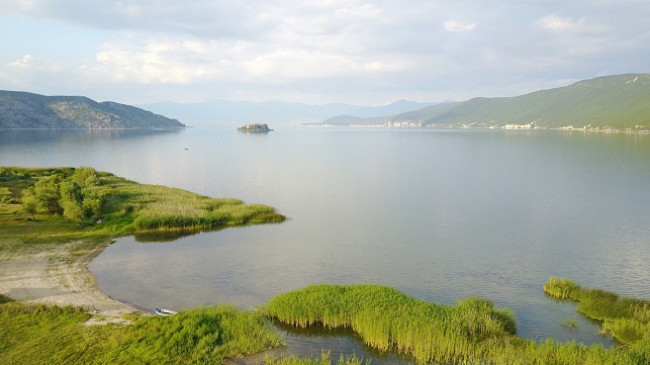 Lundërza, specia në zhdukje shfaqet në liqenin e Prespës