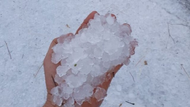 Bie breshër sa një top ping-pongu [Foto]