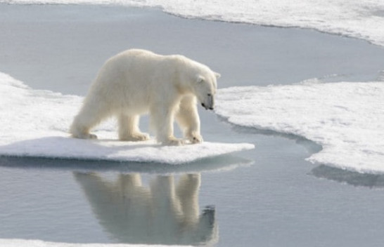 Ngrohja globale u bën mirë disa arinjve polarë, por jo përgjithmonë