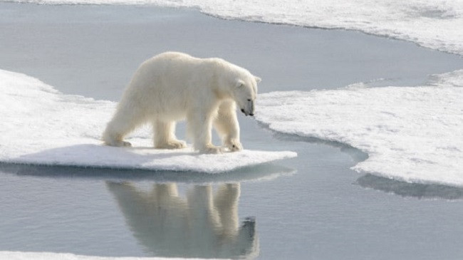 Ngrohja globale u bën mirë disa arinjve polarë, por jo përgjithmonë