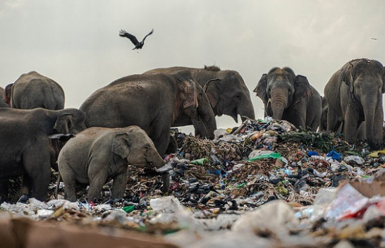 Imazhet tronditëse tregojnë tufë elefantësh duke ngrënë mbeturina